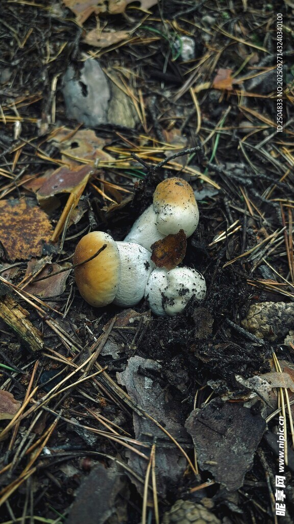 地面上的幾枚野生小蘑菇