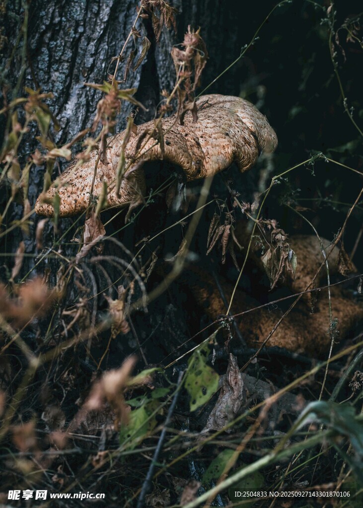 森林中的野生菌類