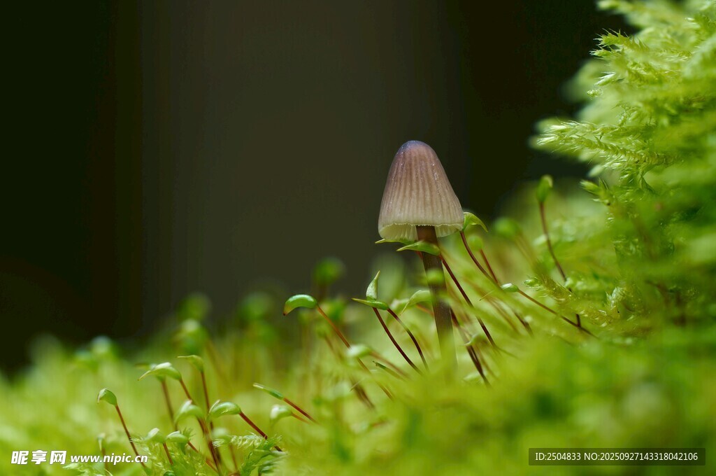 草叢中的小巧蘑菇