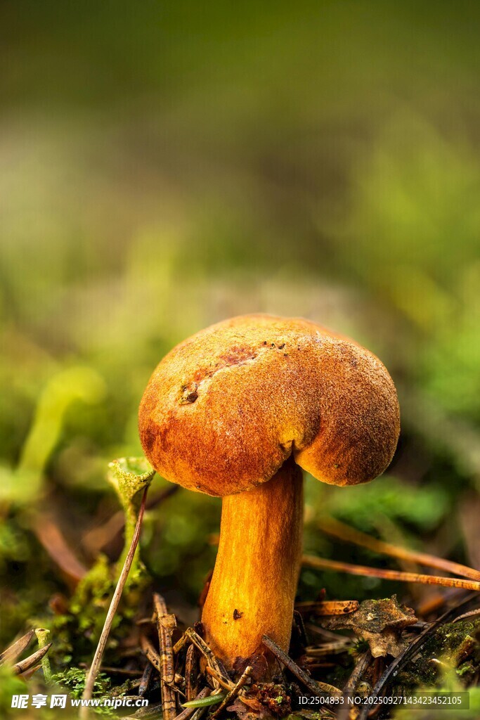 森林中的橙色小蘑菇