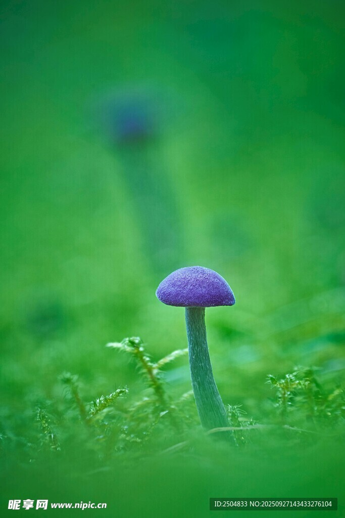 紫色蘑菇生長在綠草叢中