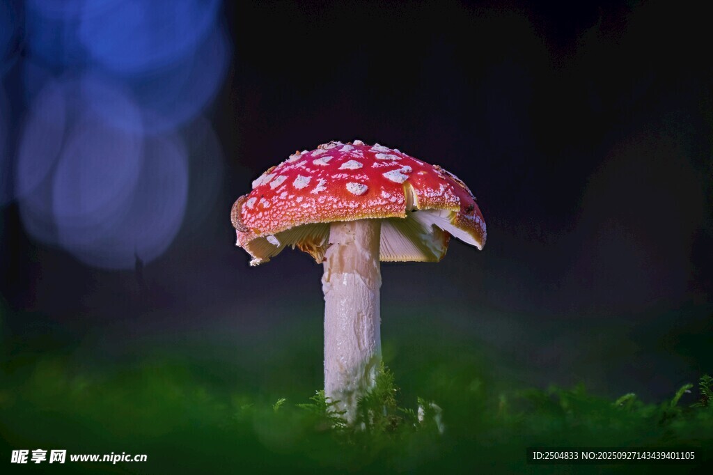 草地上的紅色斑點蘑菇