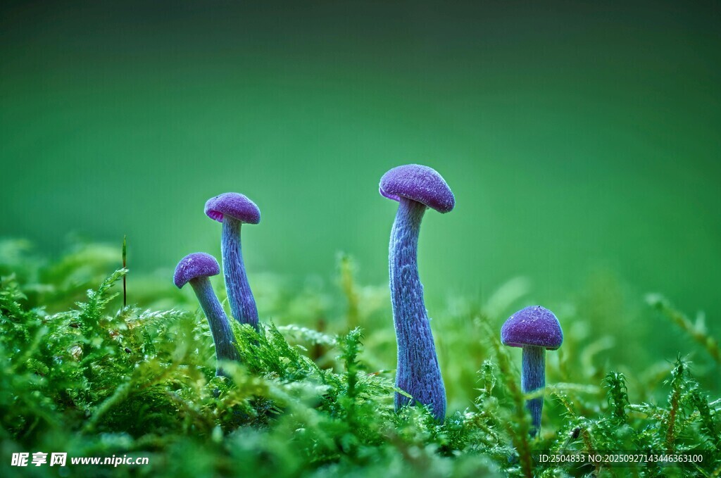 草地上的紫色小蘑菇