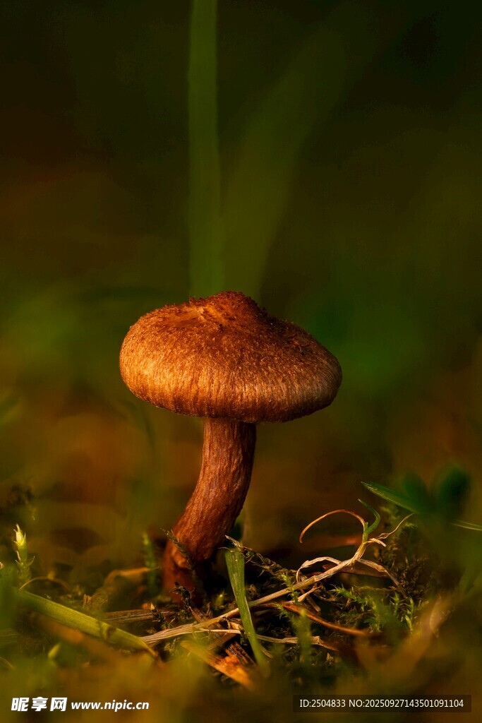 草叢中的棕色小蘑菇