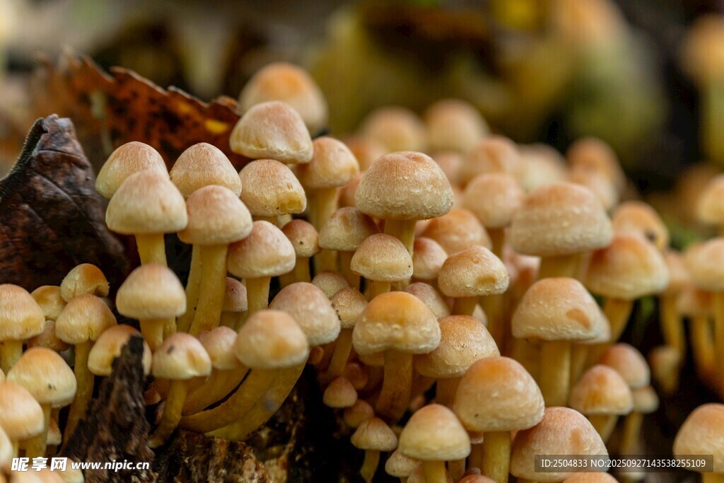 叢生小蘑菇特寫