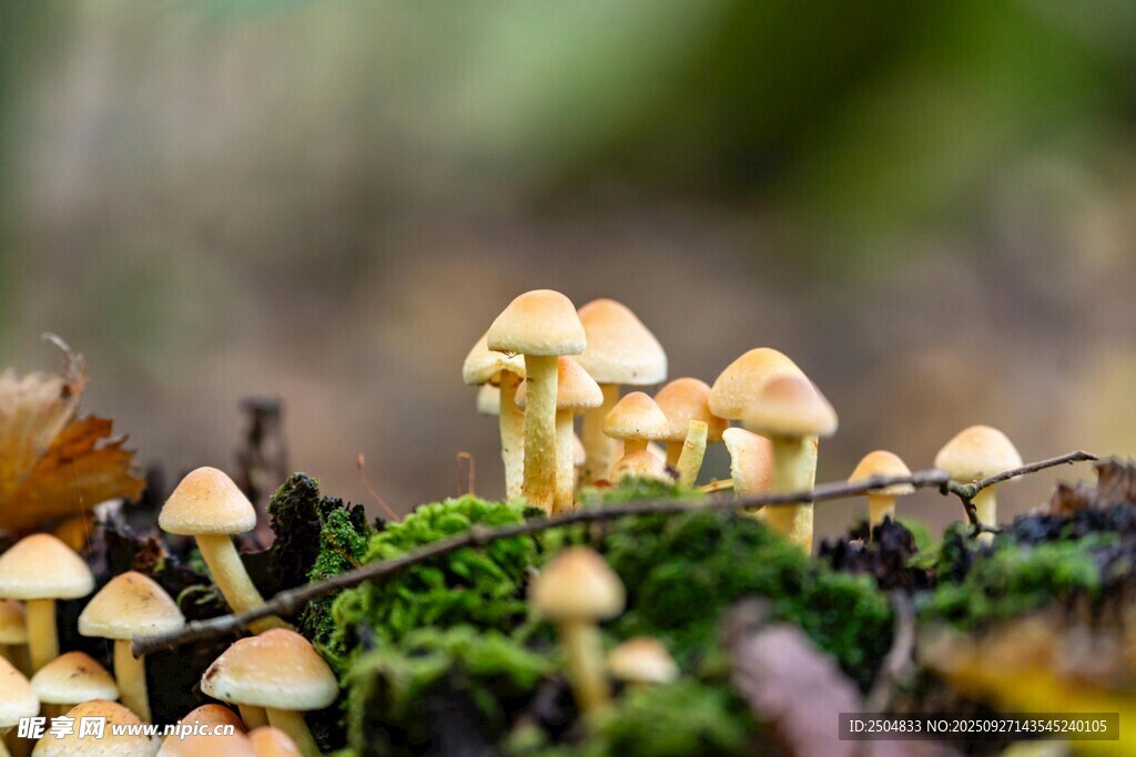林間小蘑菇 清新自然景