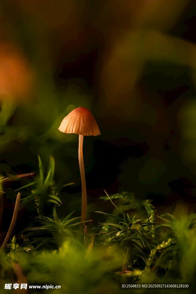草叢中的小巧蘑菇