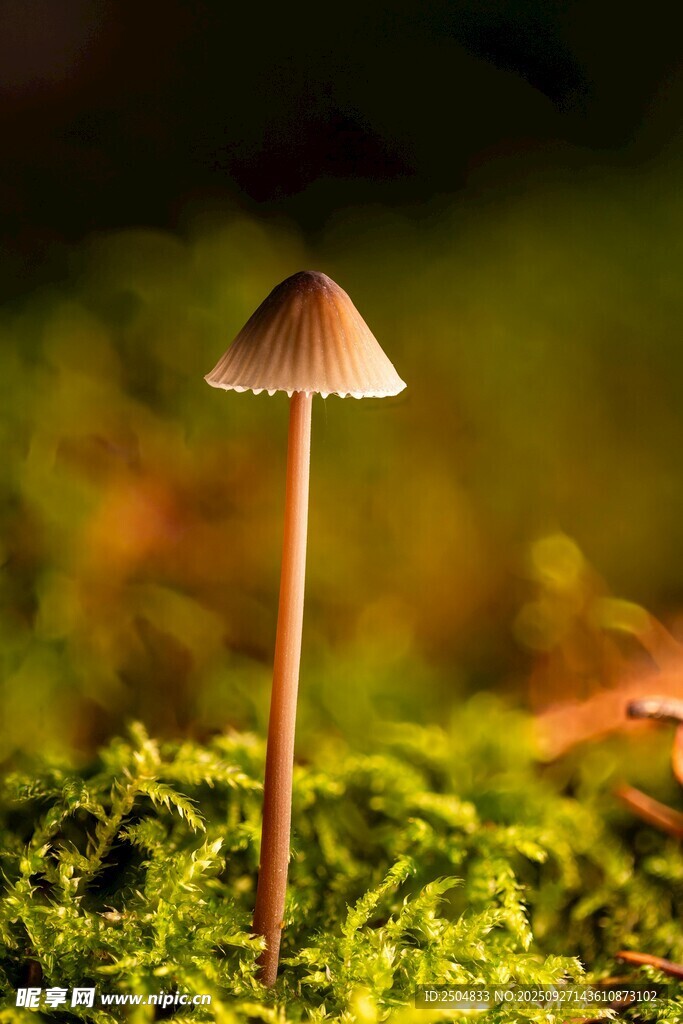 草叢中的小巧蘑菇