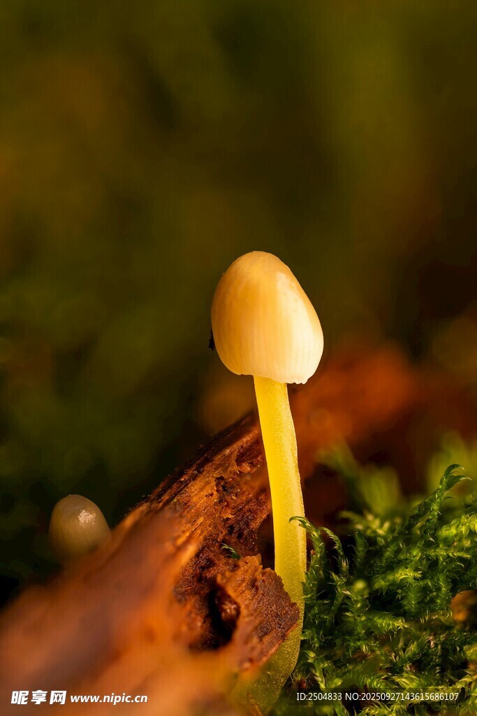 林間小蘑菇