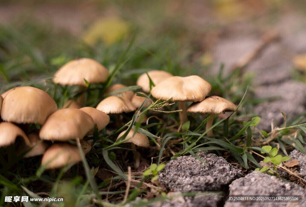 草地上的小蘑菇