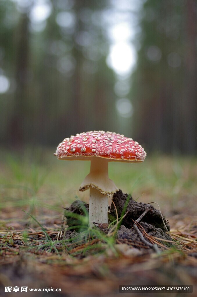 森林中的紅色斑點(diǎn)蘑菇