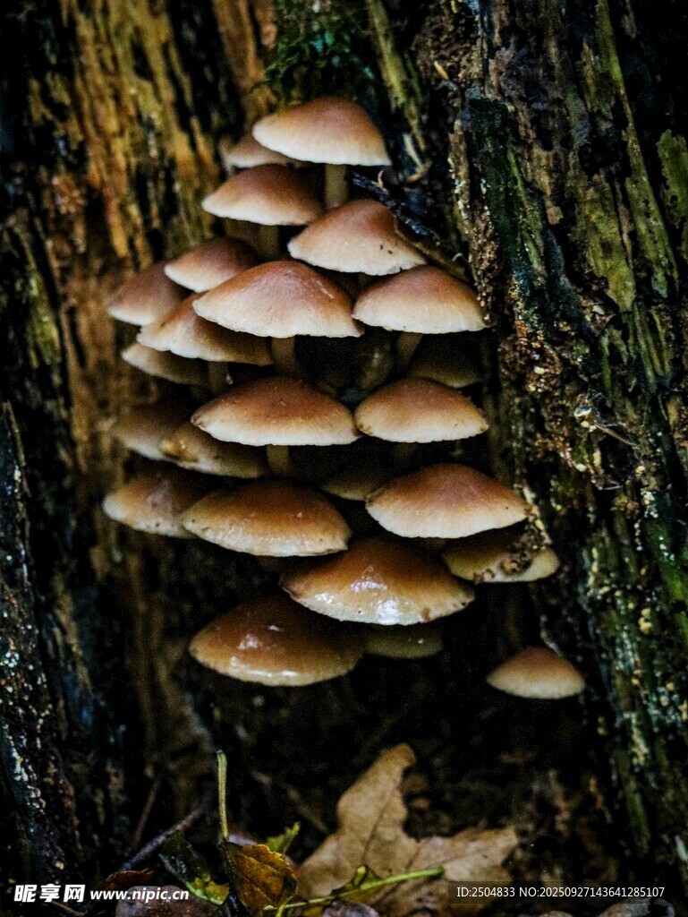 樹干上生長的層疊蘑菇