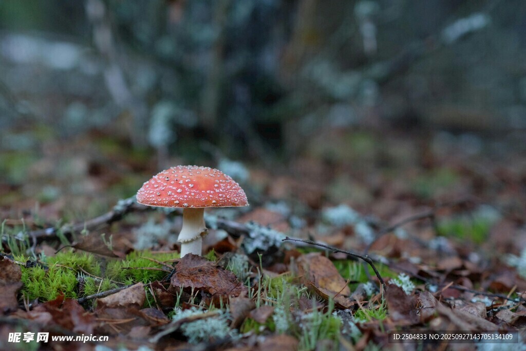 森林中艷麗的紅色蘑菇