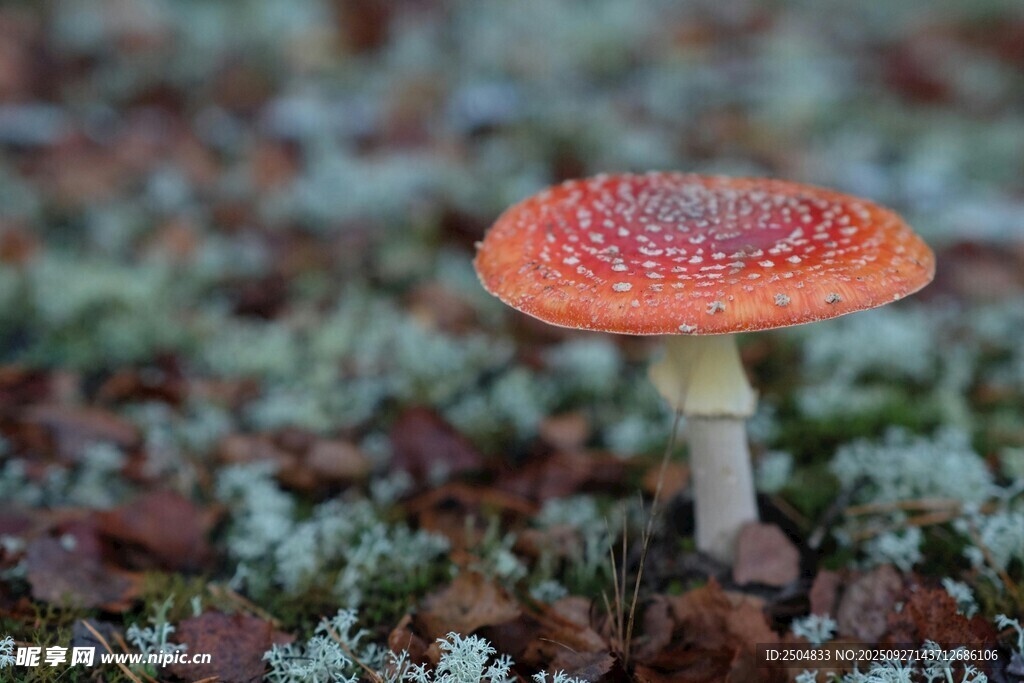 紅色斑點(diǎn)蘑菇特寫