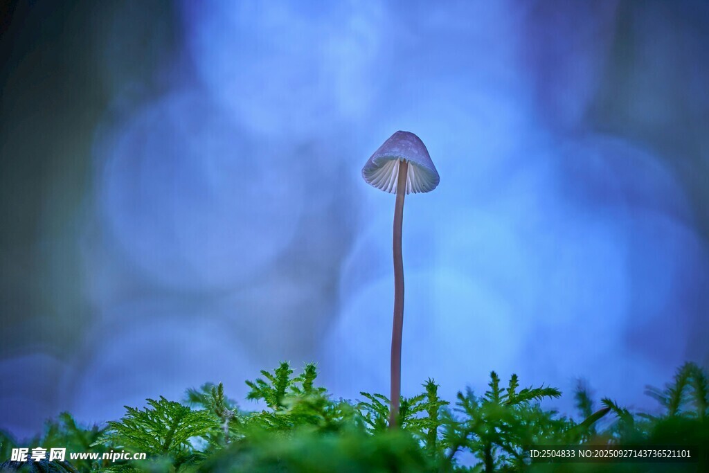 孤獨小蘑菇立于翠綠草叢