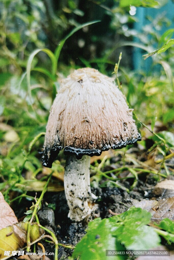 野外生長的蘑菇