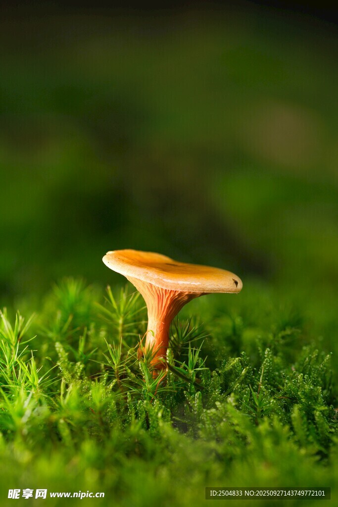 草地上的橙色小蘑菇