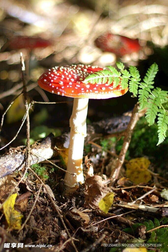 森林中的紅色斑點蘑菇