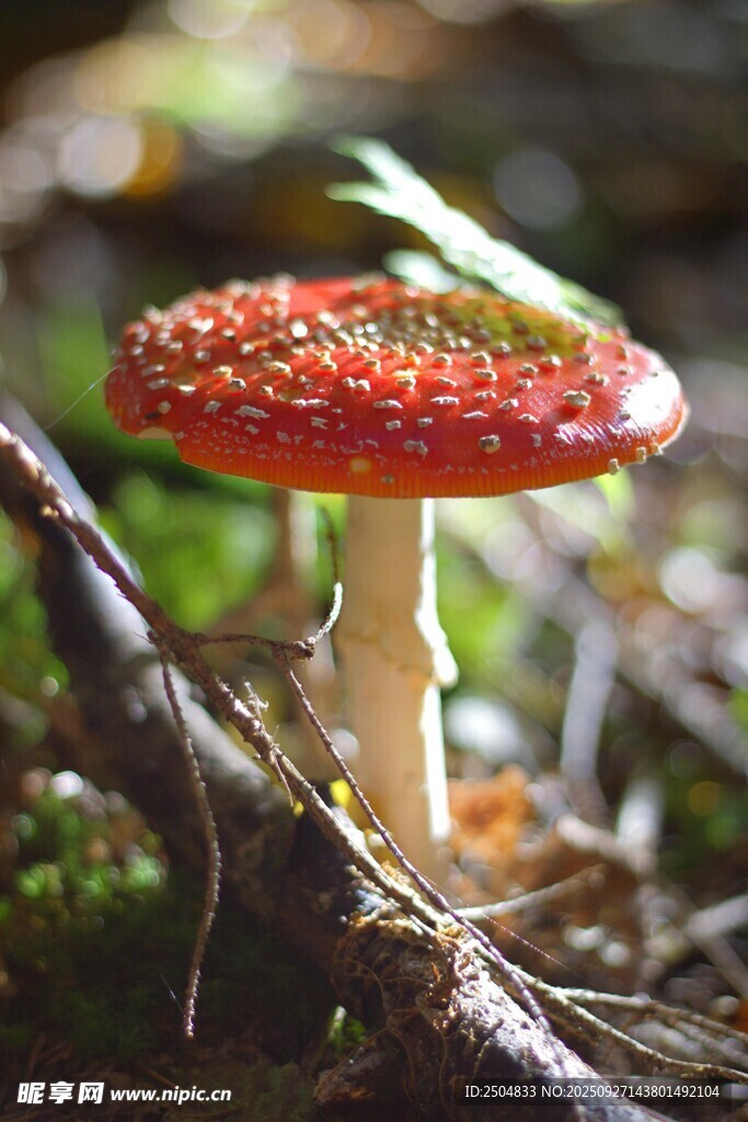 森林中的艷麗紅蘑菇