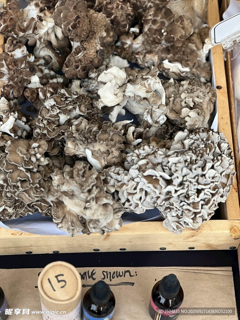 新鮮平菇展示