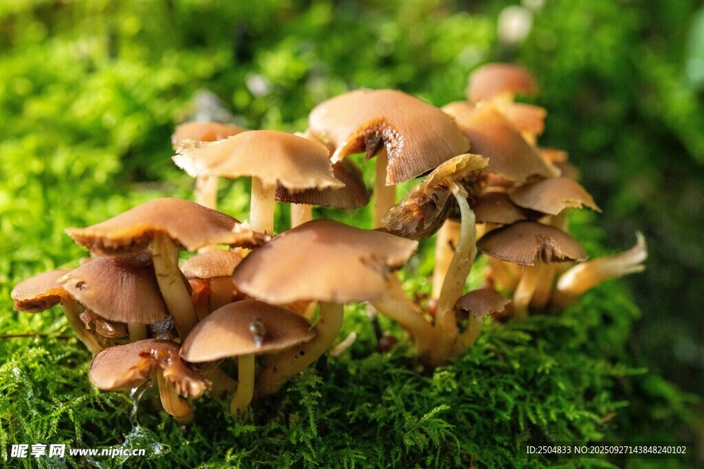 苔蘚上的棕色蘑菇群