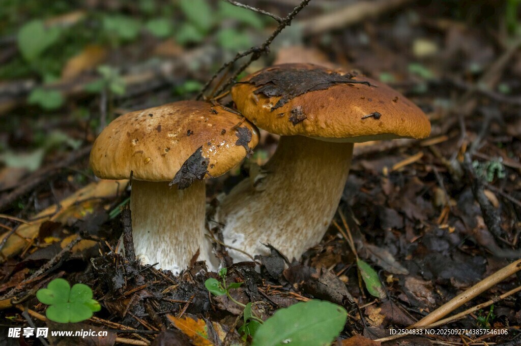 森林中的雙生蘑菇