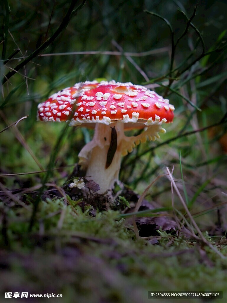 森林中的紅色斑點(diǎn)蘑菇