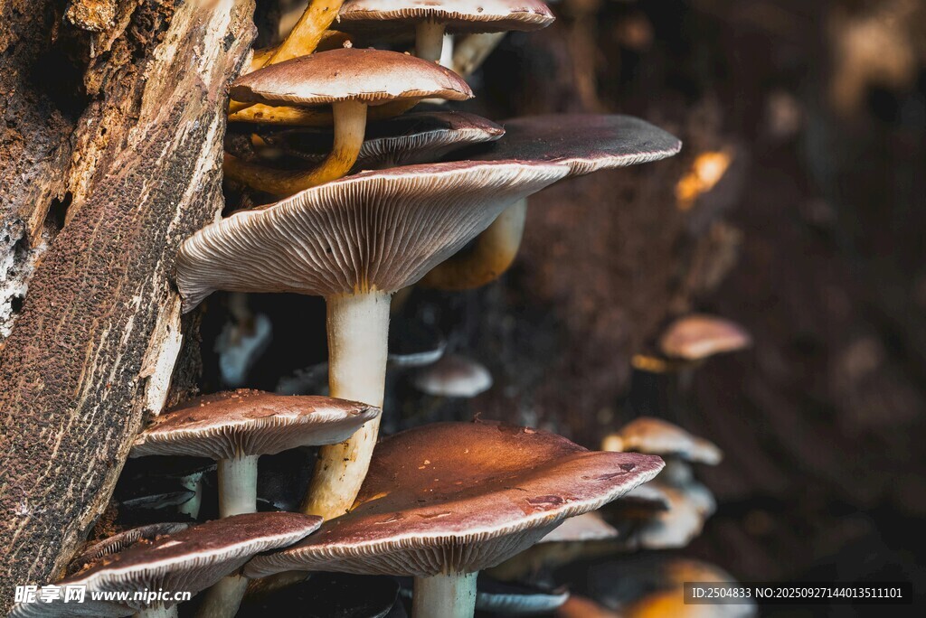 樹干上生長的蘑菇群