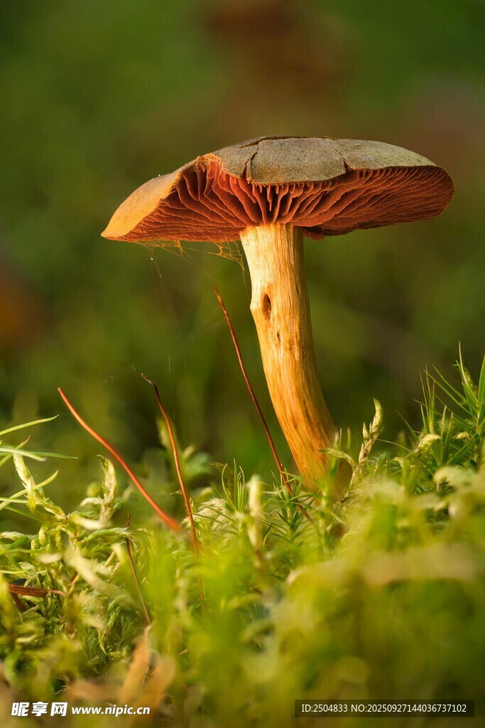 草地上的鮮艷蘑菇