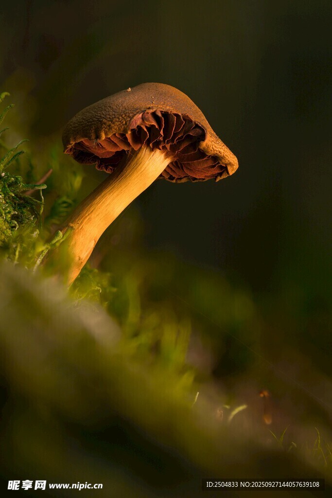 特寫 森林中的小巧蘑菇