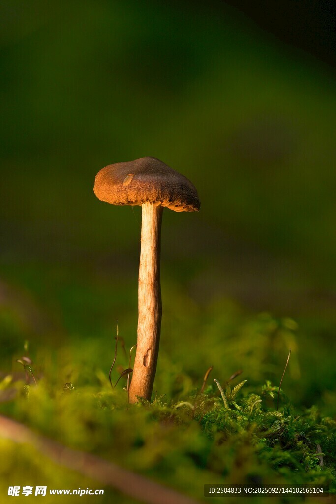 草地上的單株小蘑菇