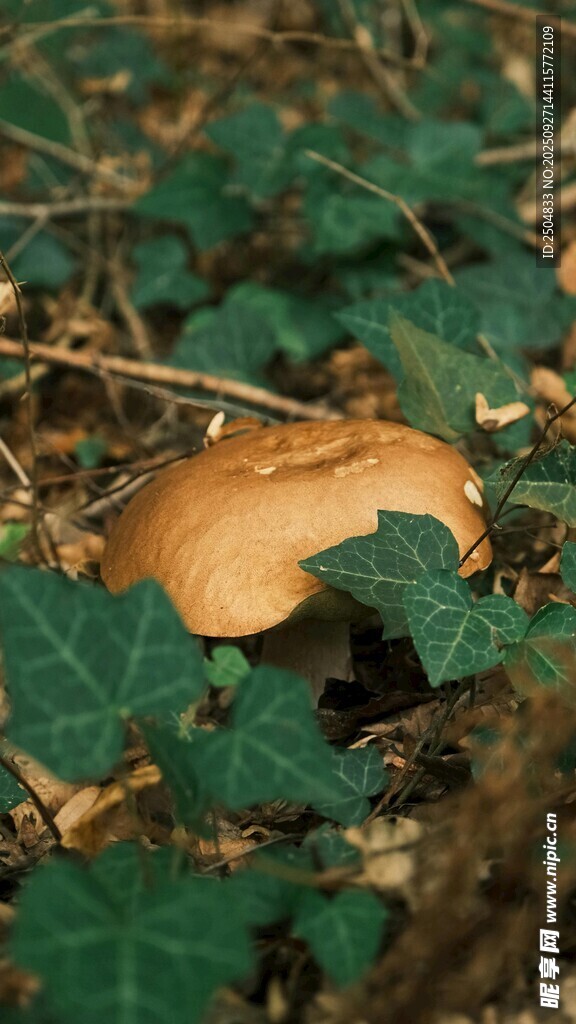 林間棕色蘑菇藏于綠葉間