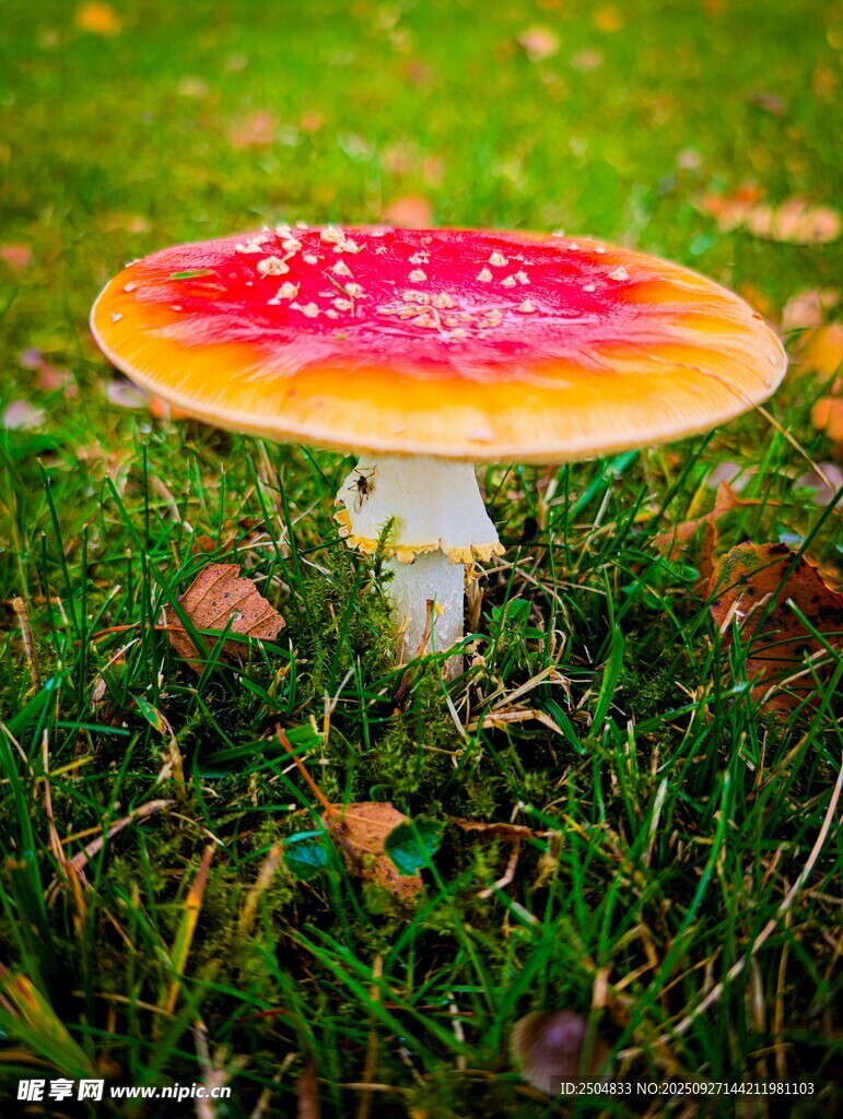 草地上的彩色蘑菇