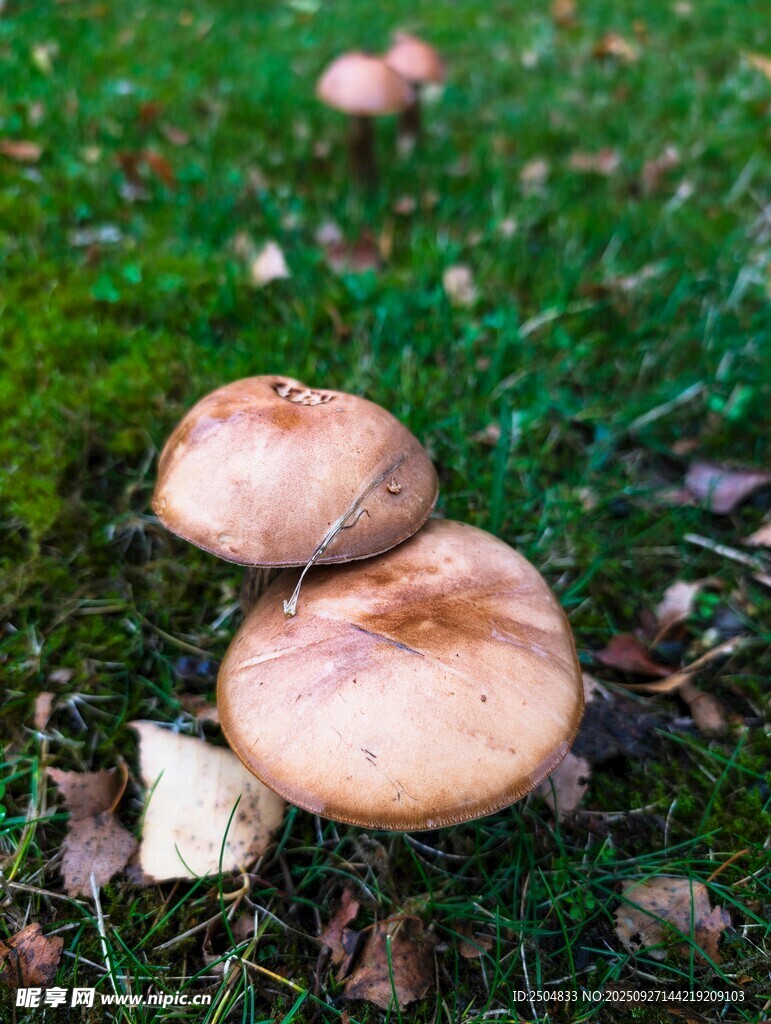 草地上的蘑菇