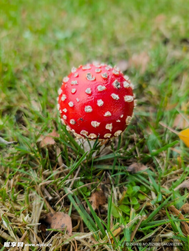 草地上的紅色斑點蘑菇
