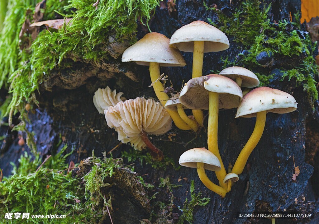 林間苔蘚上的蘑菇群