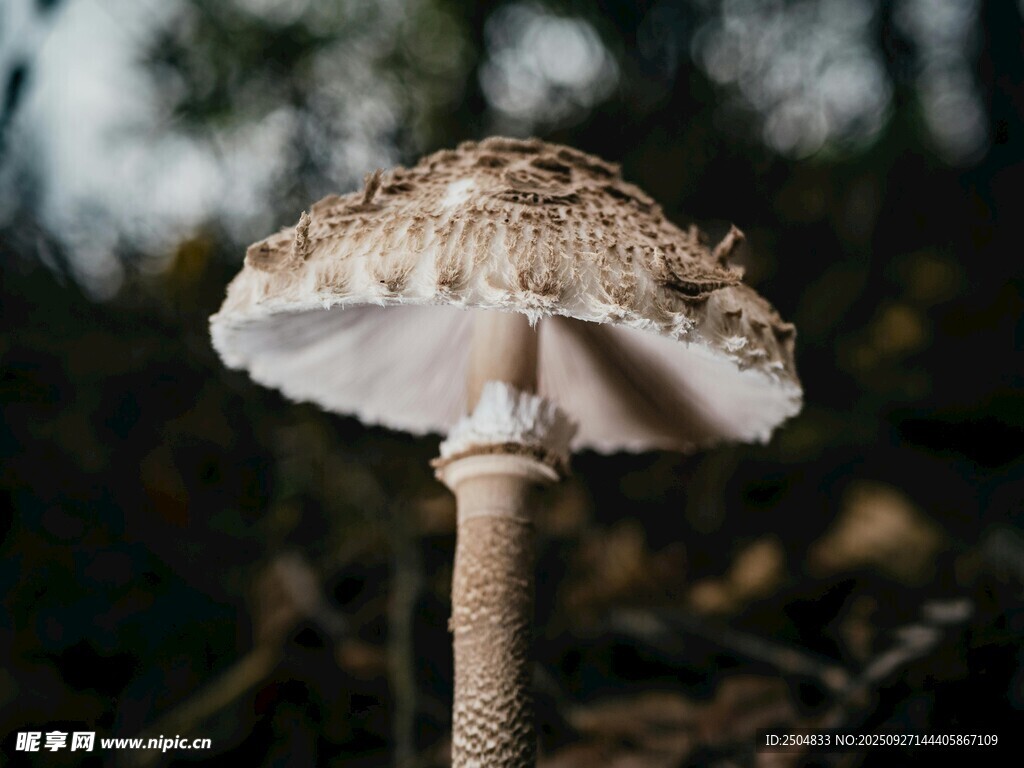 森林中的獨(dú)特蘑菇