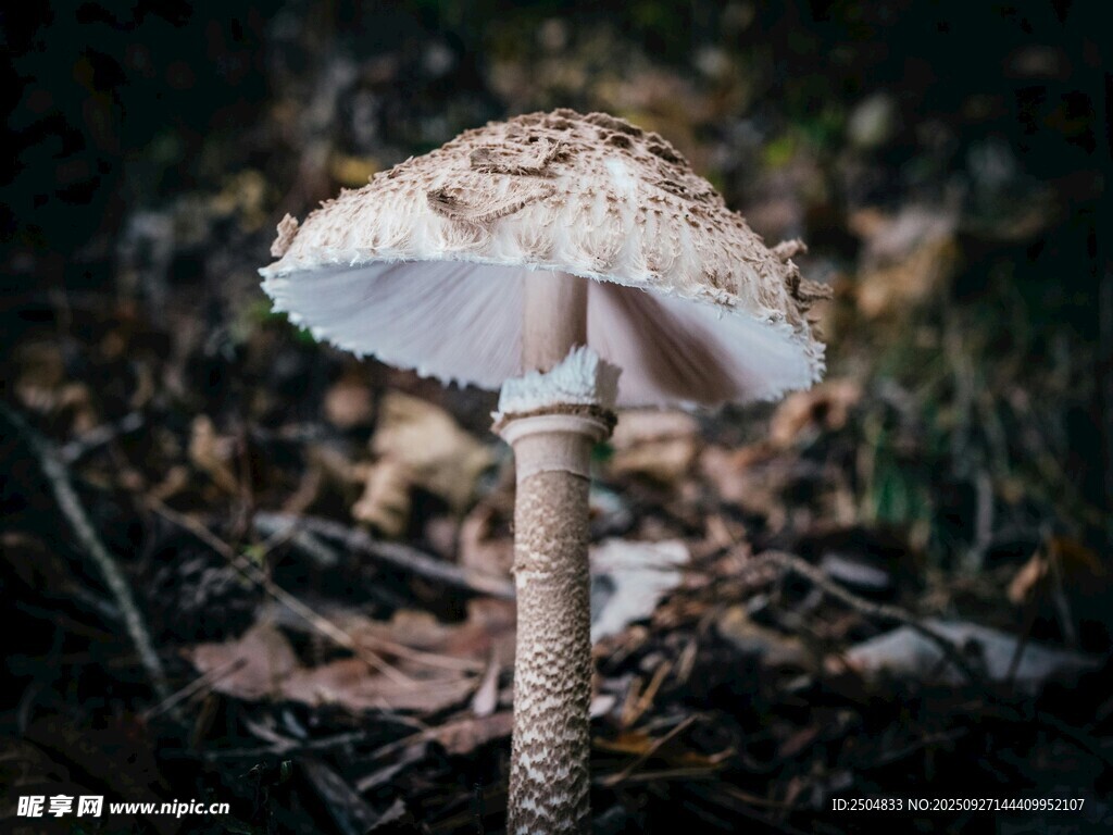 森林中獨(dú)自生長(zhǎng)的蘑菇