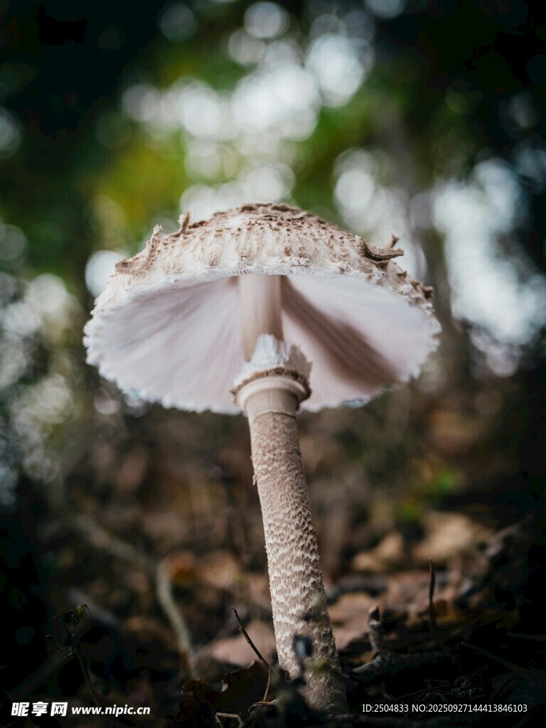 森林中的白色蘑菇