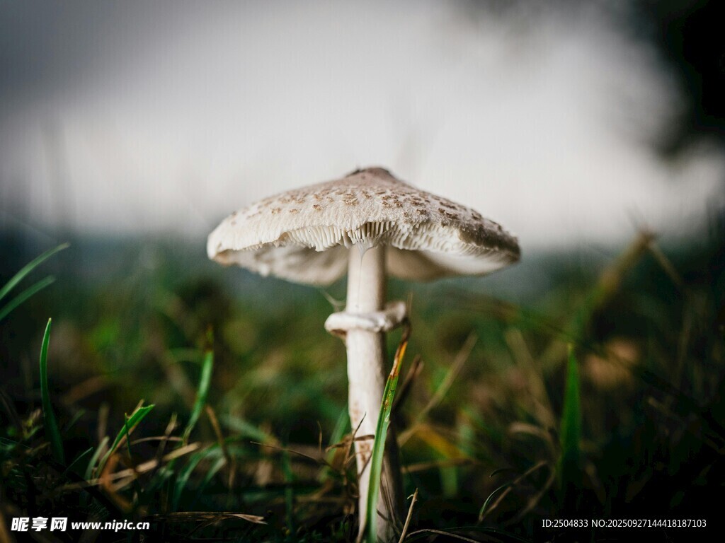 草地上的單株蘑菇
