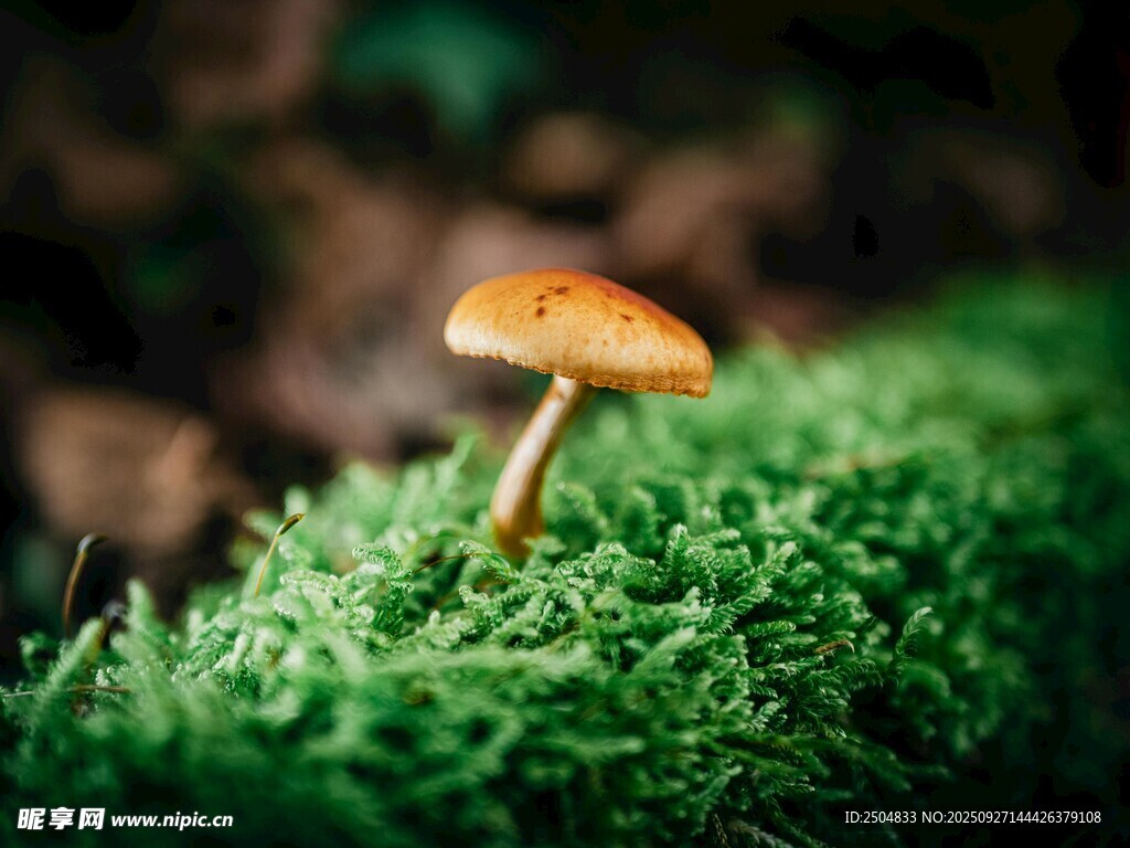 青苔上的小蘑菇