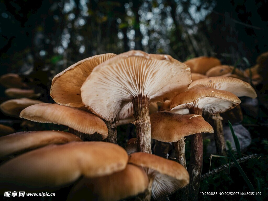 森林中的簇生蘑菇