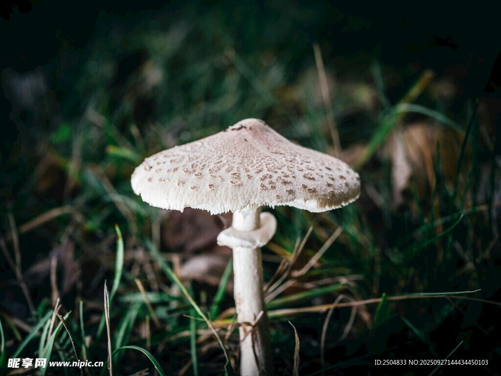 草叢中的白色蘑菇