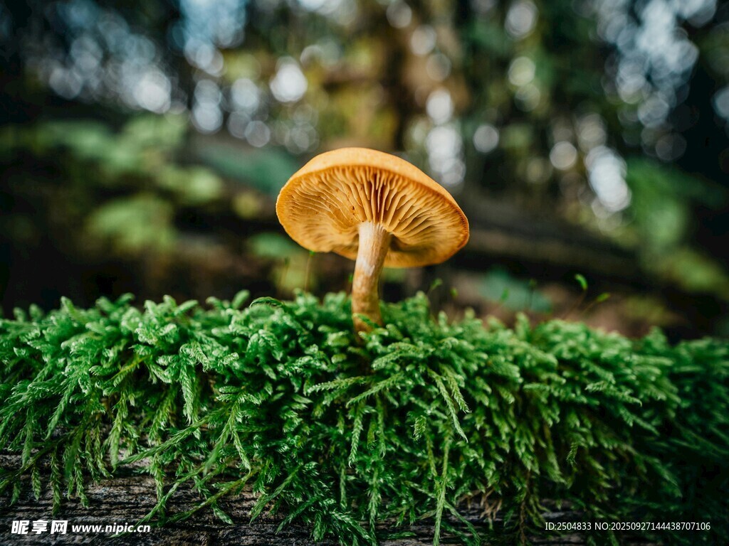 草叢中的黃色蘑菇