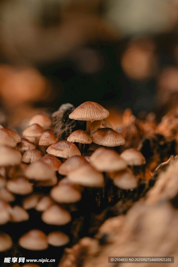 叢生小蘑菇特寫