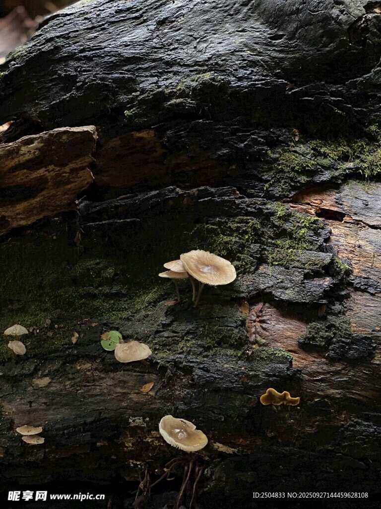 森林中倒地樹干上的蘑菇