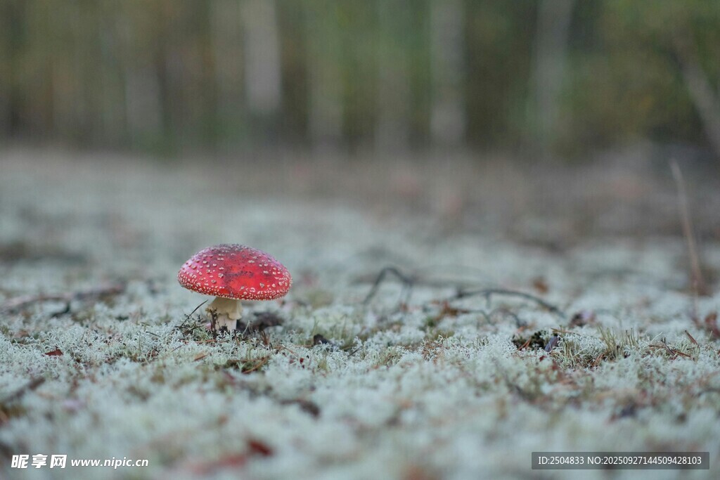林間紅蘑菇特寫