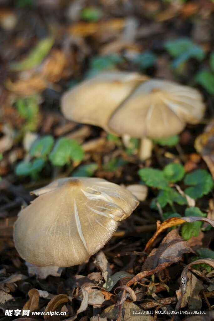 林間淺褐色蘑菇特寫