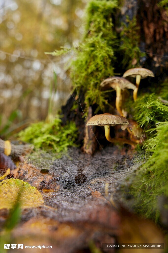 林間苔蘚上的蘑菇小景