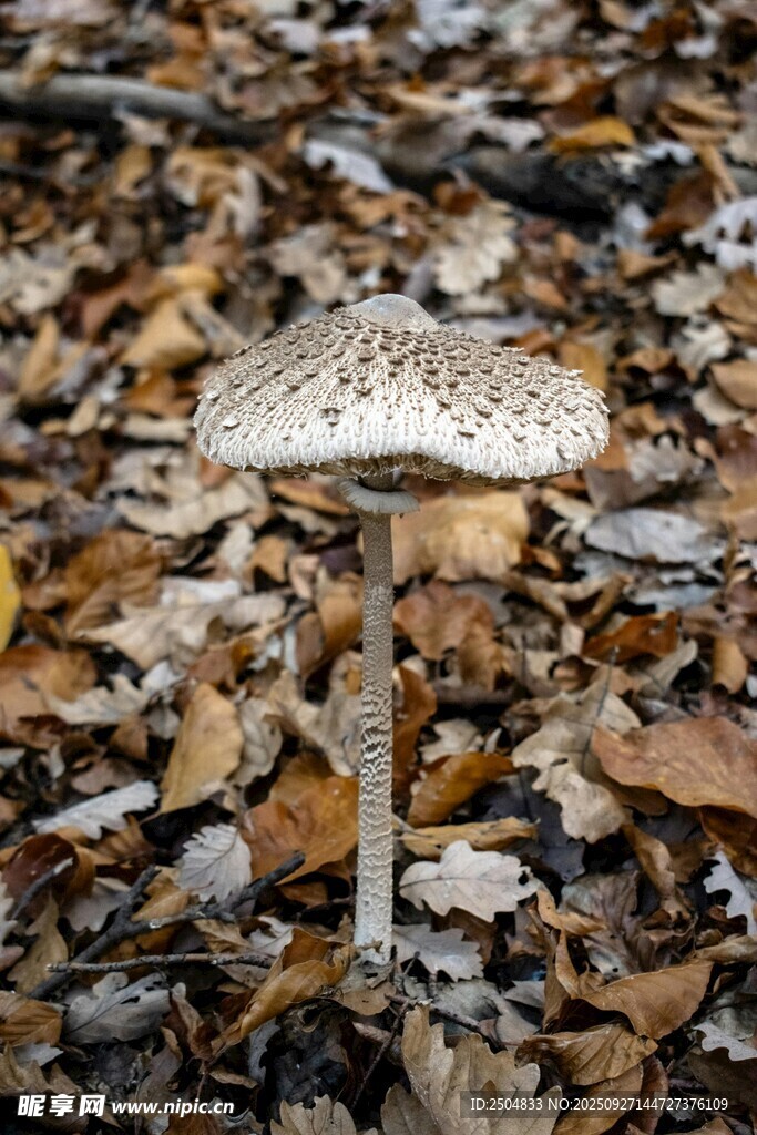 森林中生長的蘑菇
